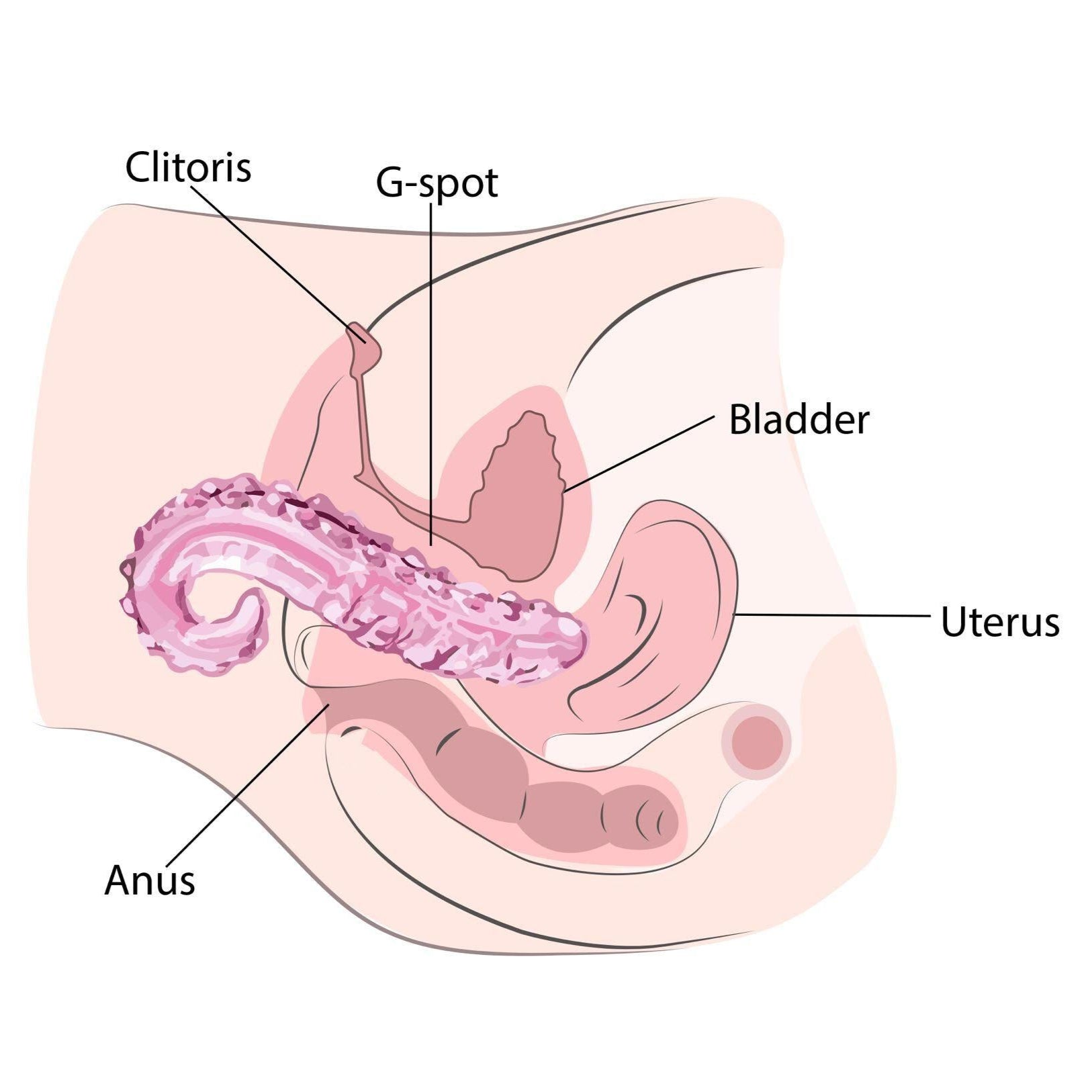 Illustration of female anatomy labelled with Clitoris, G-Spot, Bladder, Uterus and Anus showing the location and how to use the sacred squirter glass pleasure wand.