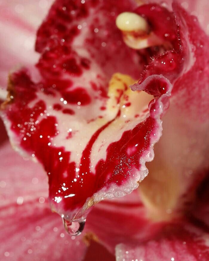 Managing Herpes Like a Queen. Let's unpack the Shame around STI's